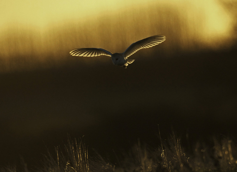 Barn owl - Russell Savory
